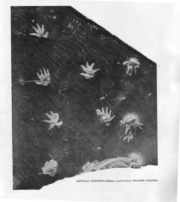 Reptilian footprints identified in Bellambi Colliery workings roof 1913